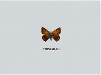 藏品(小灰蝶科)的圖片